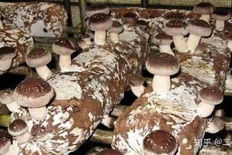 菌袋补水须把握的技术要领浅析