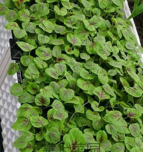 阳台种植苋菜的最佳时间和方法（以健康为前提，从种子到收获无难度）