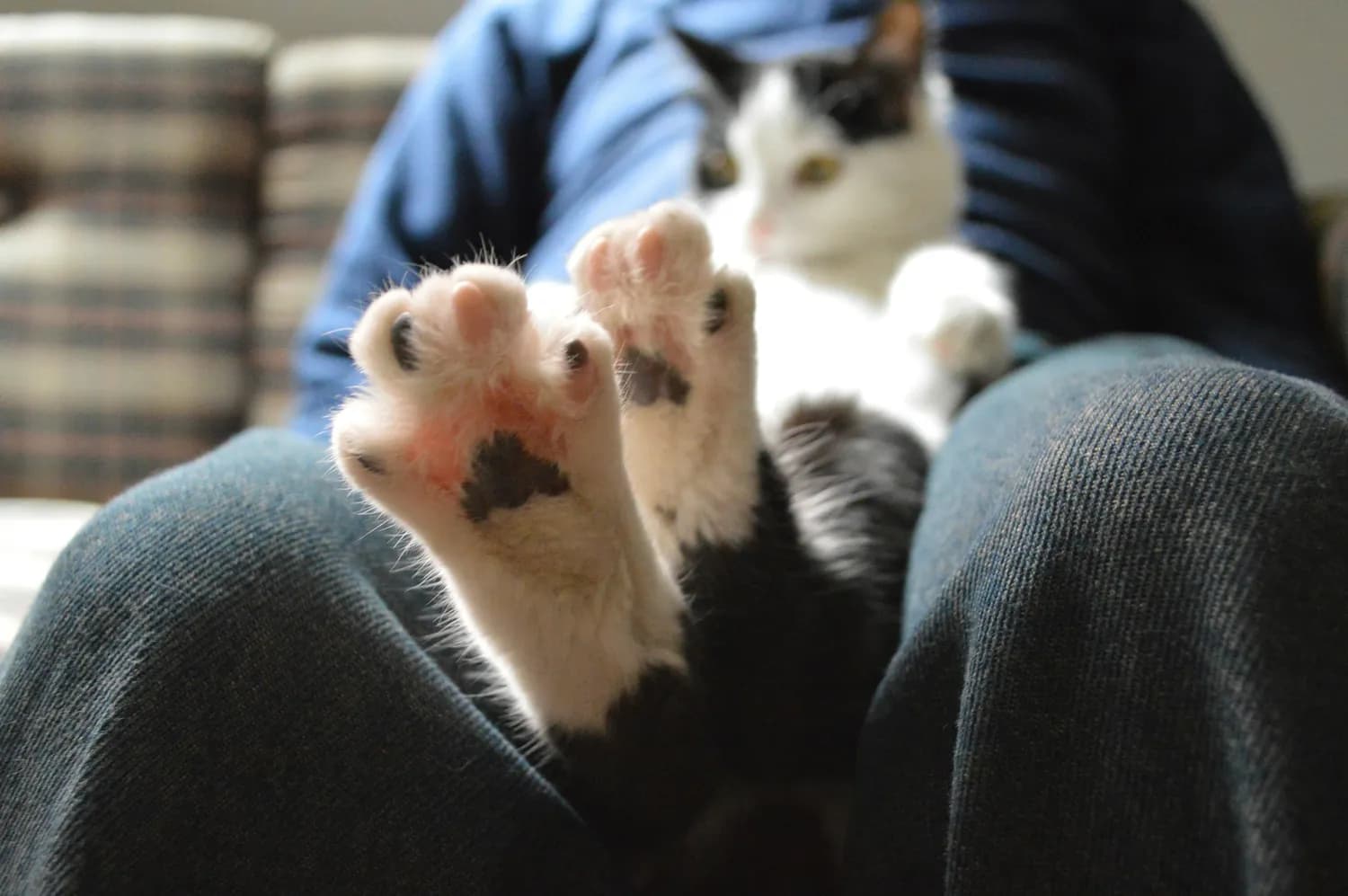 猫咪为啥爱啃你脚指甲？真相揭秘！