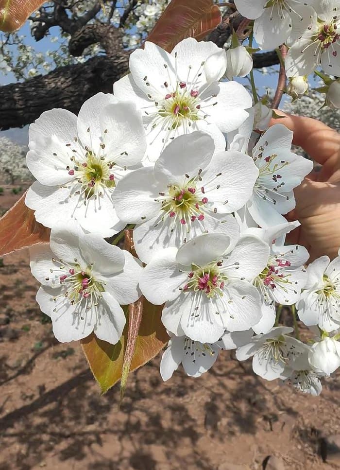 梨花什么时候开花？不同地区的梨花花期全解析