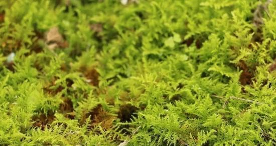 青苔的生长环境条件及特点探究（探索青苔的生长条件和特点，为您呈现其独特魅力）