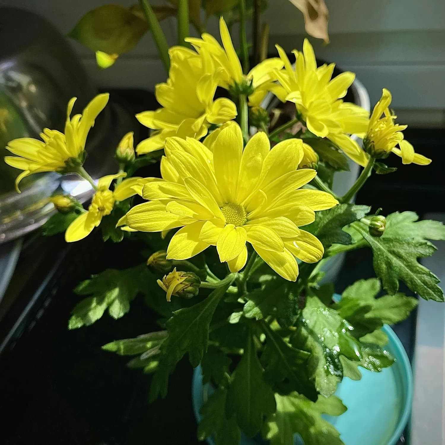 四招辨别优质茼蒿，储存有讲究