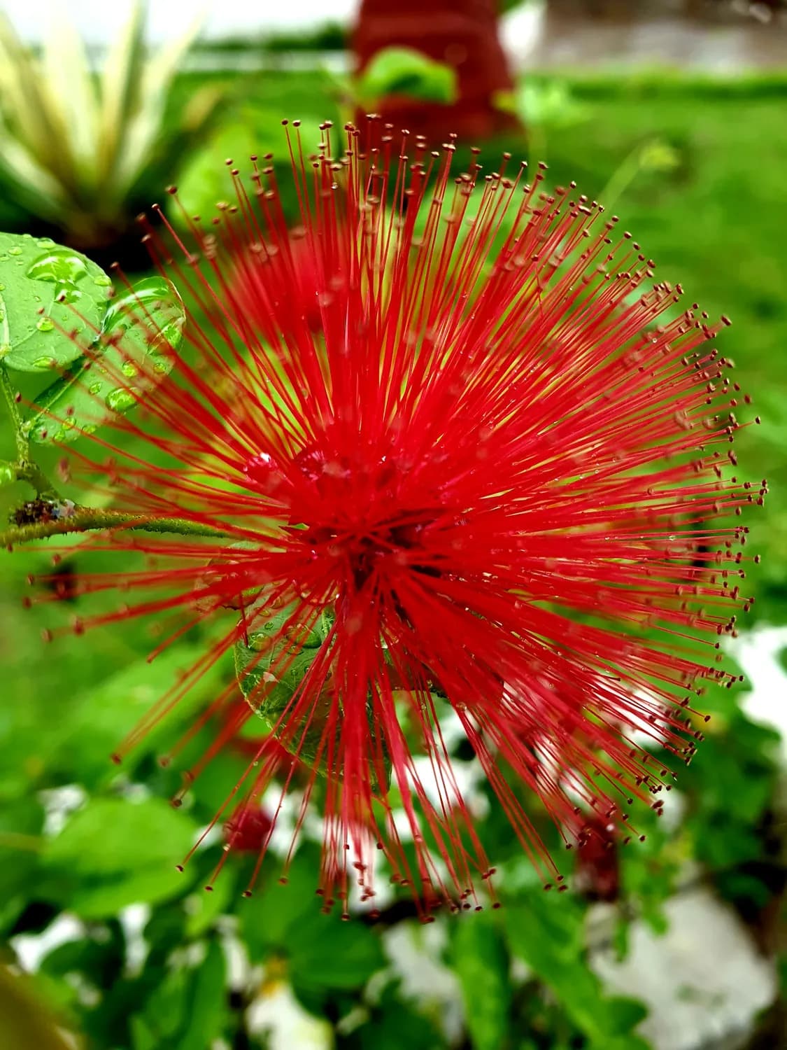 冬季泡脚神器：红花消肿大法