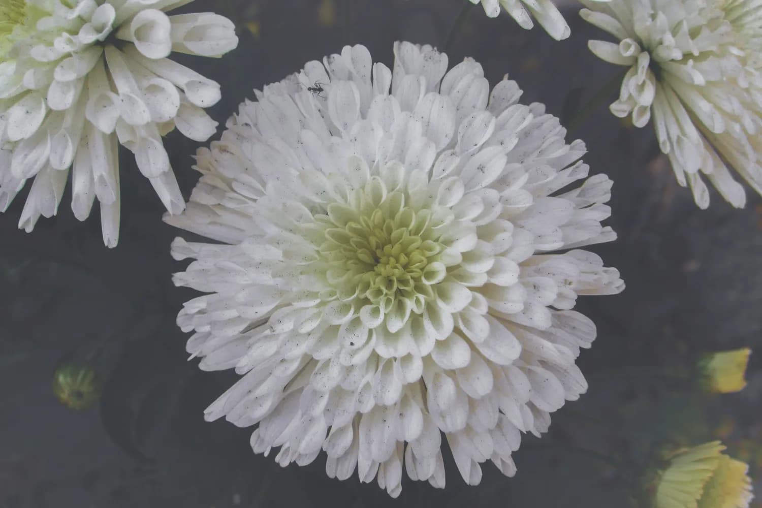 杭白菊：一朵花的400年传奇