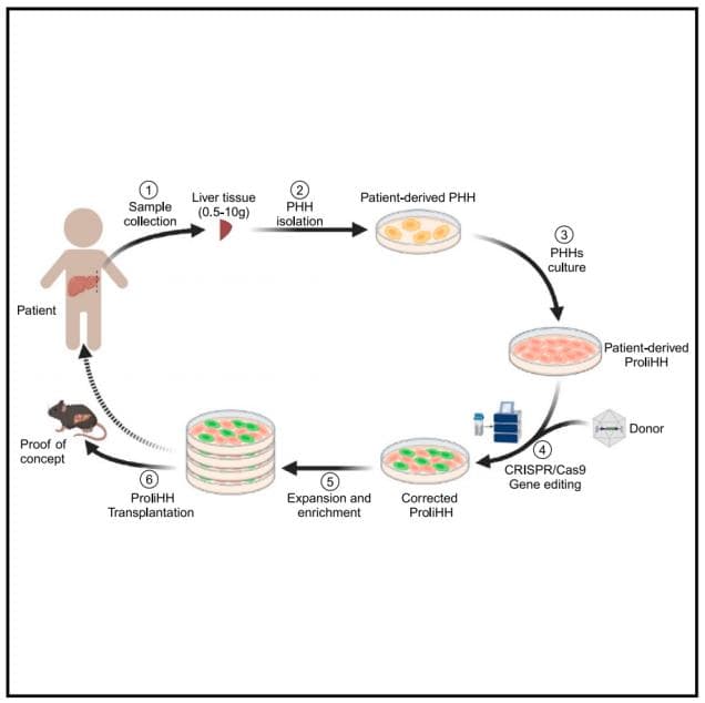 突破性进展：CRISPR-Cas9基因编辑技术治疗遗传性肝病取得重大突破