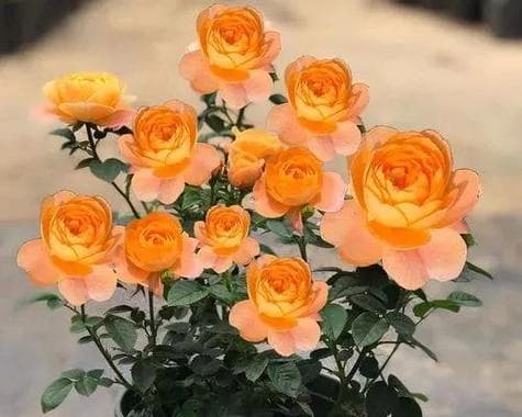 玫瑰花浇水全攻略：时间、方法与注意事项
