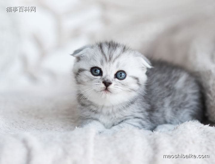 银渐层猫粘人嘛？