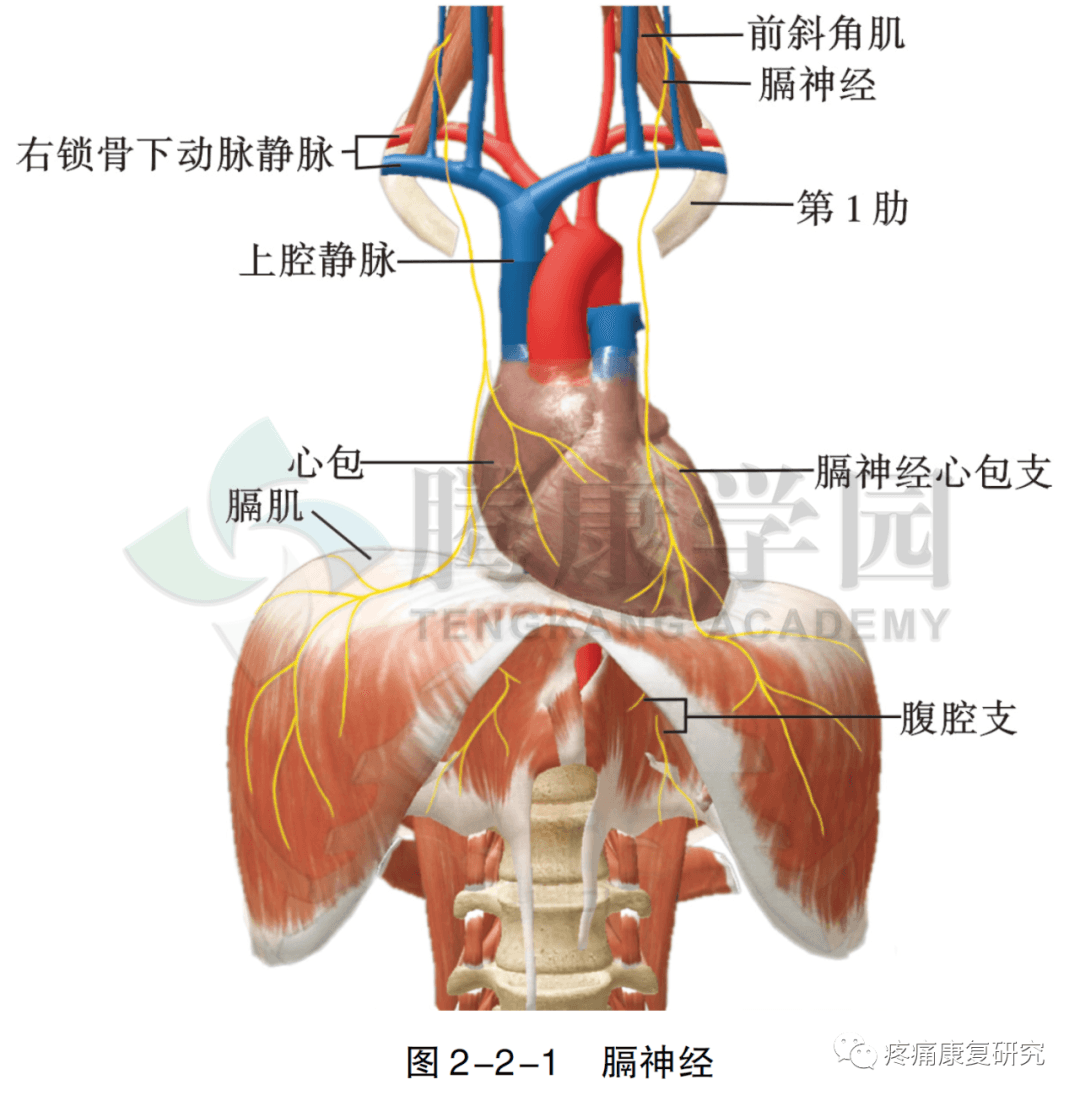 膈神经与前斜角肌的联系