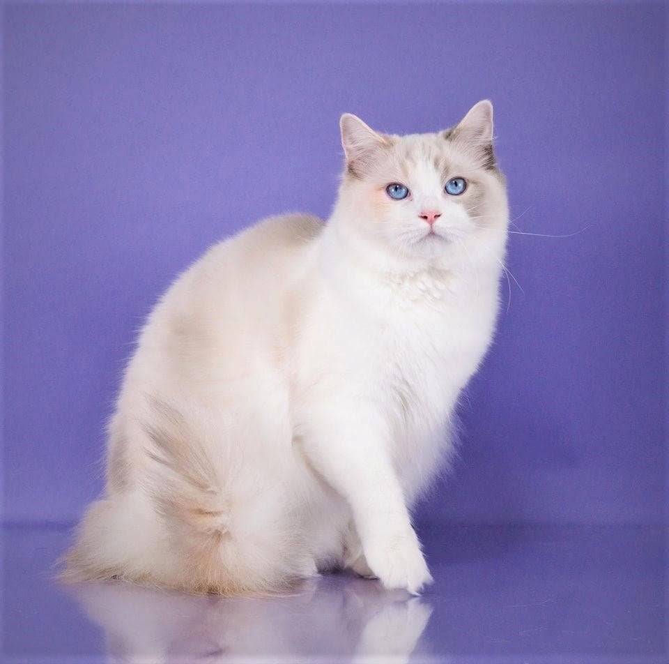 布偶猫哪个色最贵？双色布偶猫价格全解析
