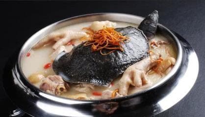 巴西龟宁愿饿死都不吃东西？这些原因及应对方法请收好