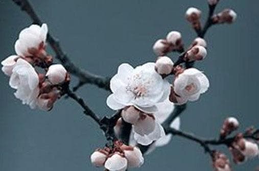 八字命理如何查询桃花运势 桃花运的秘密与八字解析