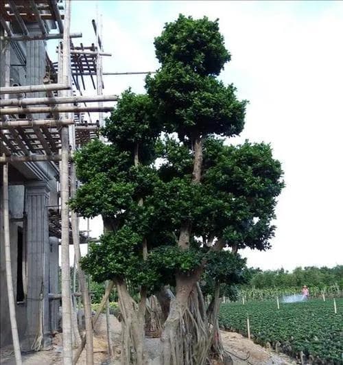 小叶榕树的养殖全攻略（从选种到繁殖，让你轻松打造绿意盎然的家园）