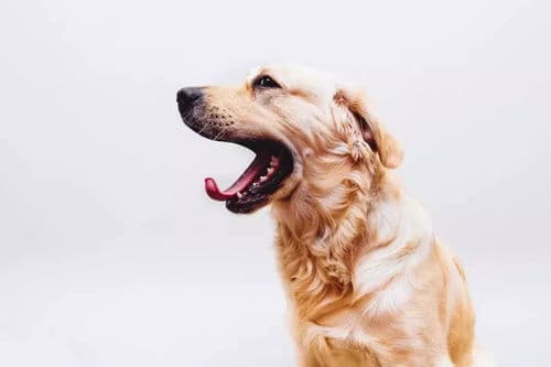 狗狗毛发不佳原因及改善攻略