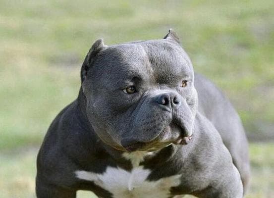 恶霸犬饲养全攻略：安全、健康、快乐的饲养之道