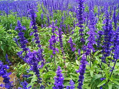 北京延庆四季花海：8000亩花海的绝美风光