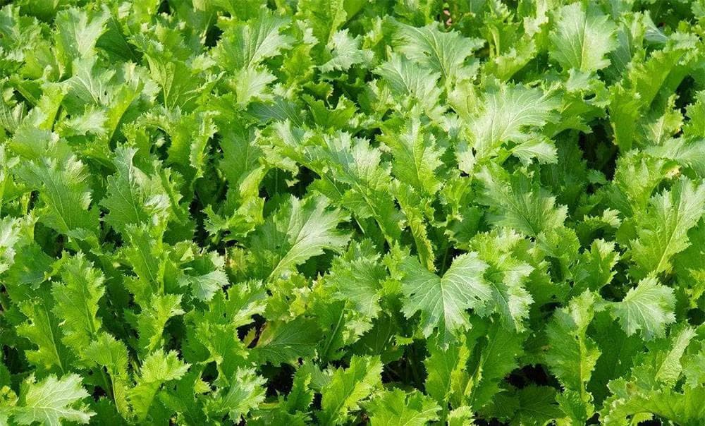 腌雪里蕻这样做最好：50克盐腌1斤菜，口感爽脆不变质