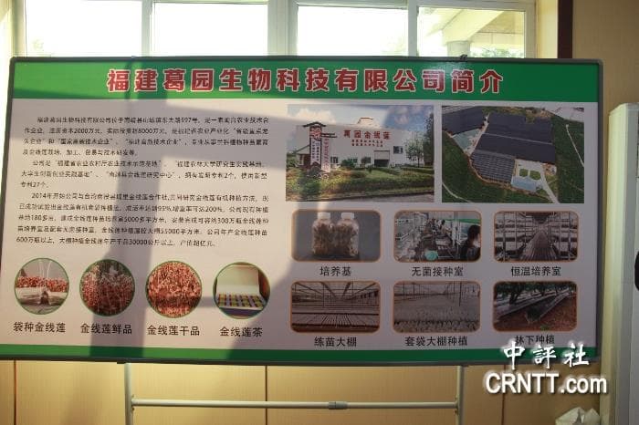 “娇生惯养”金线莲 港专家赞闽台农业融合