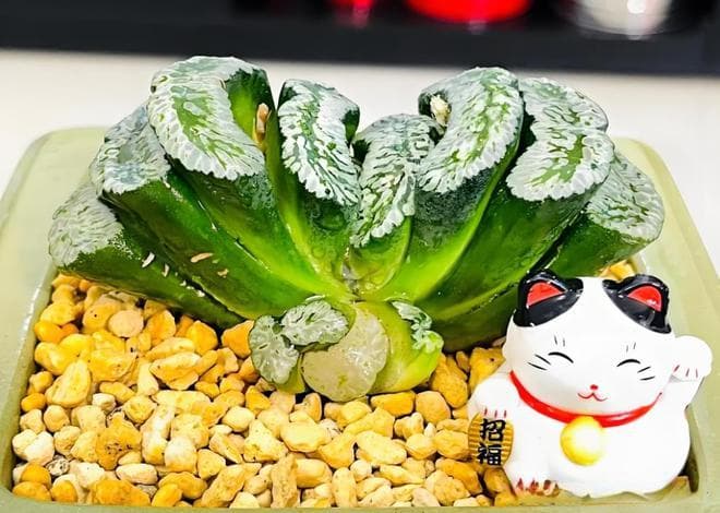 玉扇多肉植物养护指南，新手入门必备