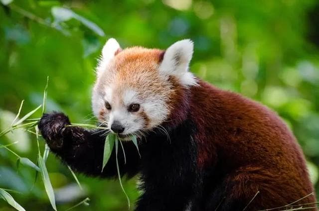 被称为“世界上最奇妙的一种植物”：捕蝇草拥有怎样的捕虫机制？