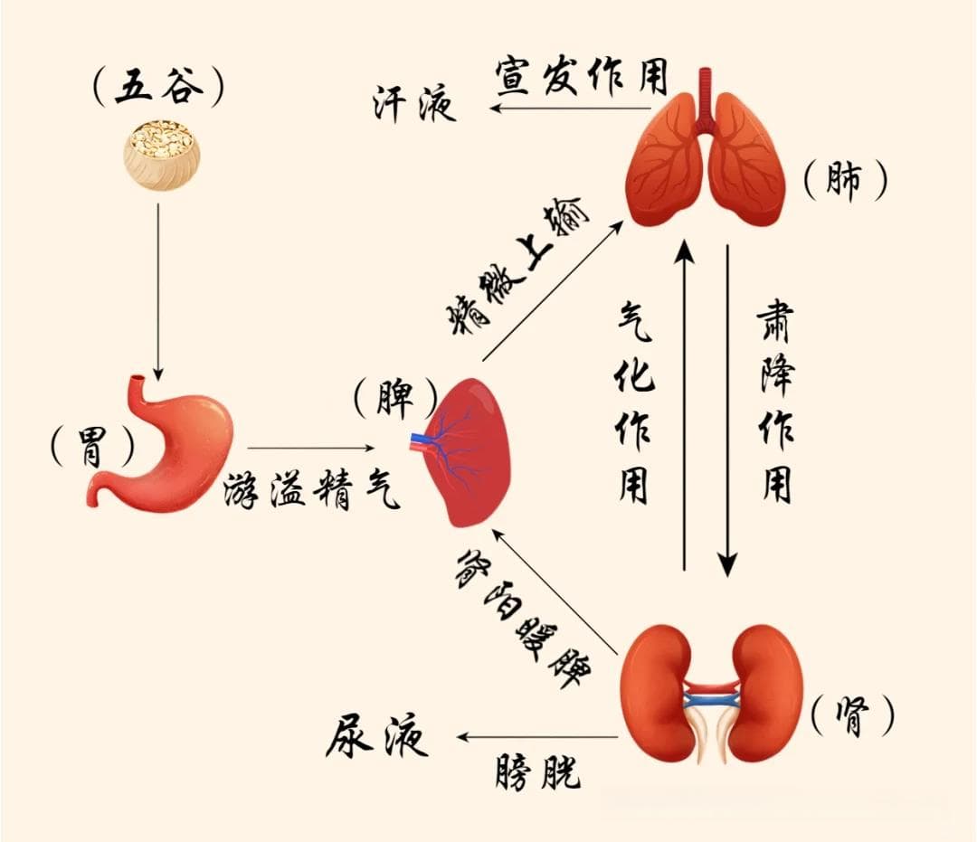 中医基础 | 中医之“津液”，生命的源泉（附思维导图）