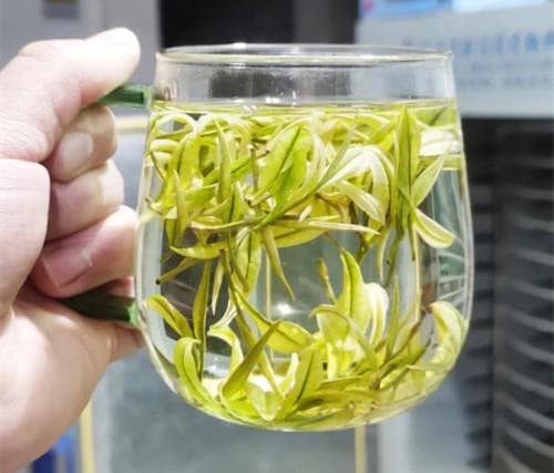 安吉白茶的功效与作用
