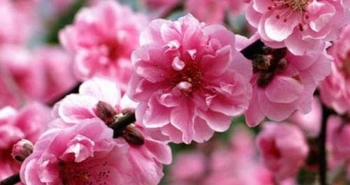 桃花的生长习性及环境适应（探究桃花繁衍的生态适应与生存技巧）