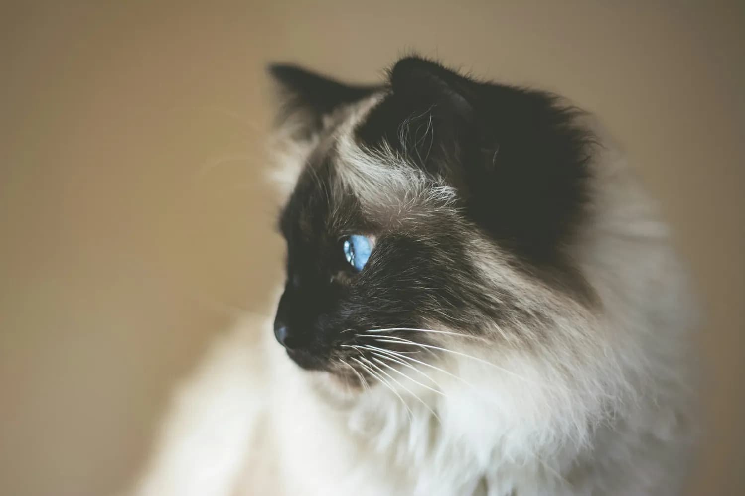 布偶猫的豪华食谱，你get了吗？