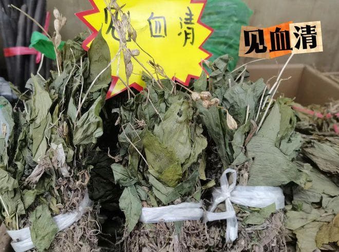 这植物叶像羊耳，俗称“羊耳蒜”，国家二级保护植物，珍贵药材！