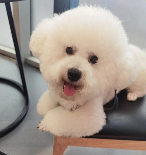比熊犬的优点与饲养之道（细腻可爱的比熊犬，如何成为理想宠物？）