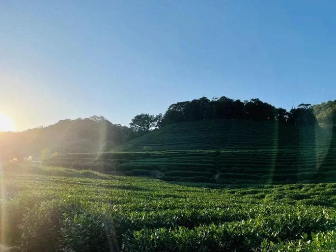 杭州的茶山，何以成为年轻人徒步的好去处？