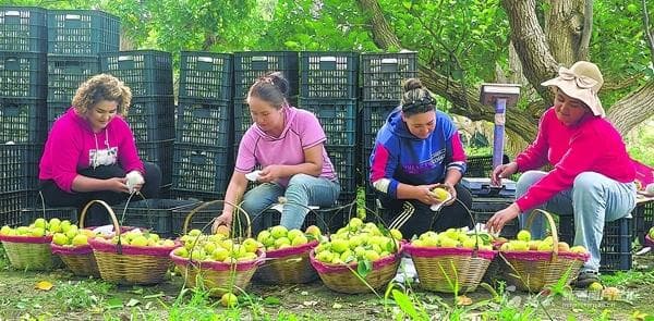 库尔勒香梨靠啥“出圈”