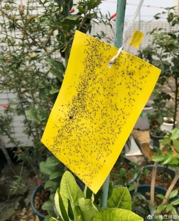 衣服上莫名出现密密麻麻小飞虫？原来与颜色有关