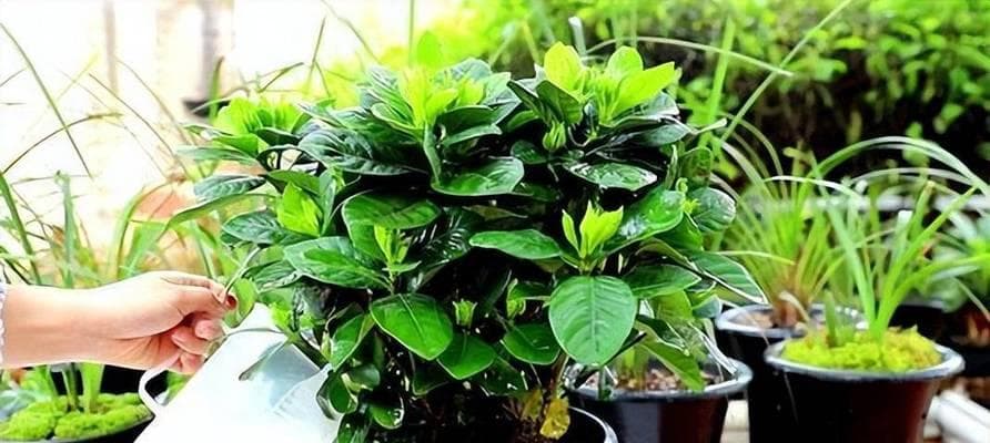 洗肉水可以用来浇花吗？（探讨洗肉水对植物的影响及安全性分析）