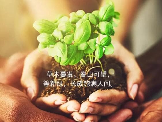 植树节放假吗？