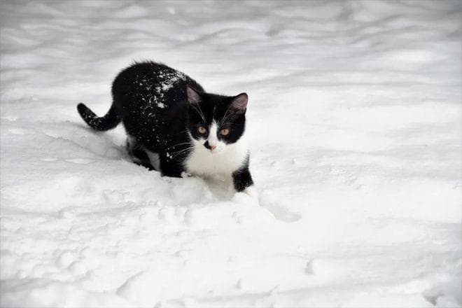 橘猫又胖又憨？这可能都怪橘猫里公猫更多
