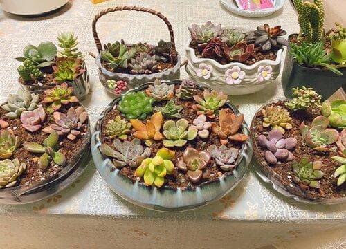 多肉植物浇水全攻略：如何判断缺水与浇透？