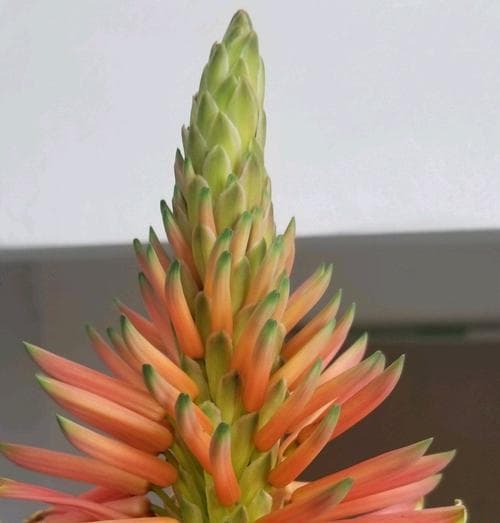 芦荟的开花时间和养护方法（芦荟花期多久？如何养护芦荟促进开花？）