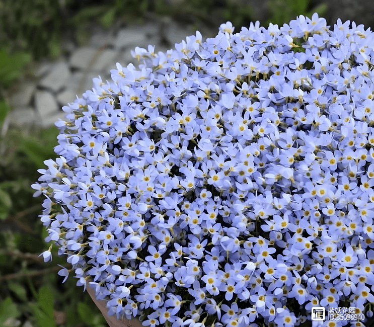 北美耳草种植攻略：从认识、养护到修剪的全方位指南