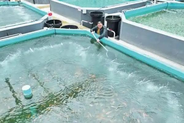 锦鲤养殖完全指南：从水质到温度的全方位解析