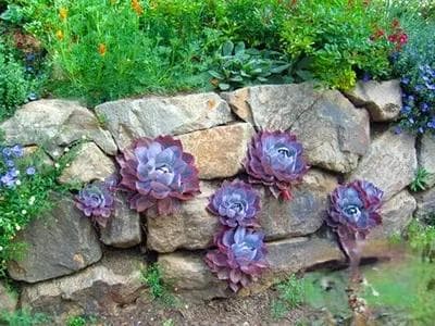 5种既美观又耐旱的别墅花园植物推荐