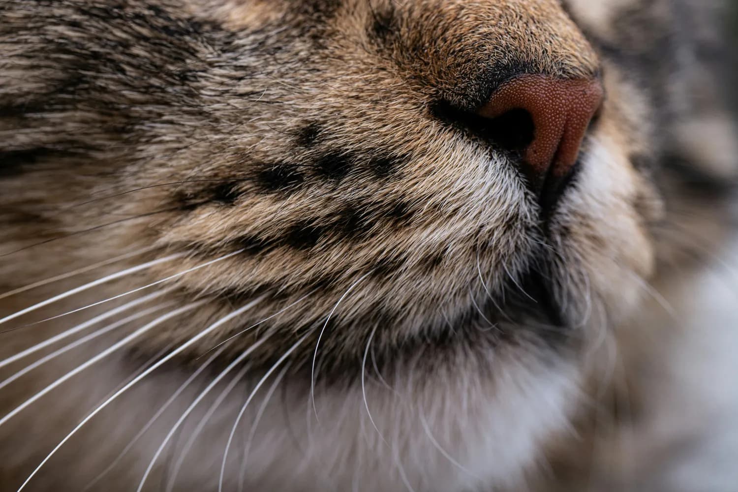 猫咪的隐藏技能：从胡须到爪垫的奇妙世界