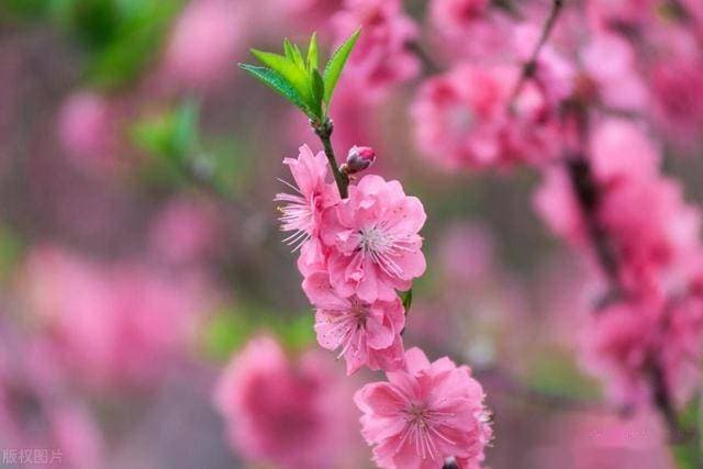 中药界“高级抗生素”——桃枭，能治病，能辟邪，有5大药用功效