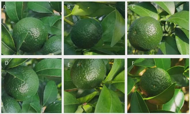 生物农药大蒜素+春雷霉素：细菌病害绿色防控新策略
