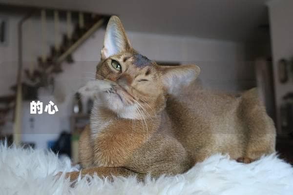 猫咪不亲人怎么办？教你如何赢得它的心