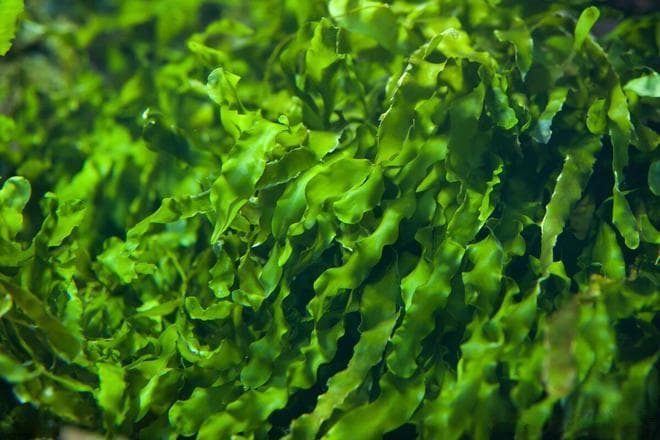 人们常说的“海木耳”属于哪一类海洋生物？海藻还是海蜇？