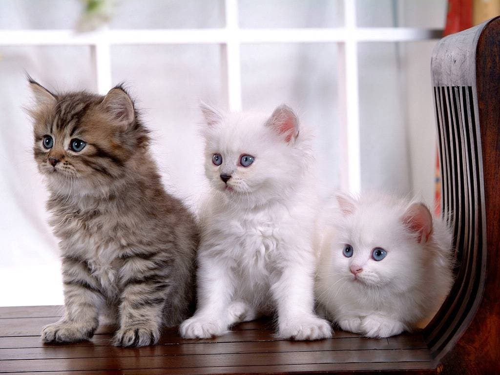 猫的肚子一直震动怎么办？多种原因及应对方法