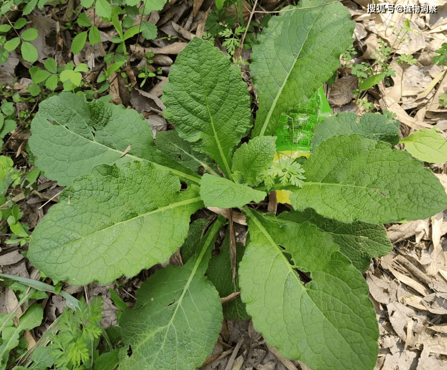 天名精：一种被误解的野生植物，竟有三大实用价值