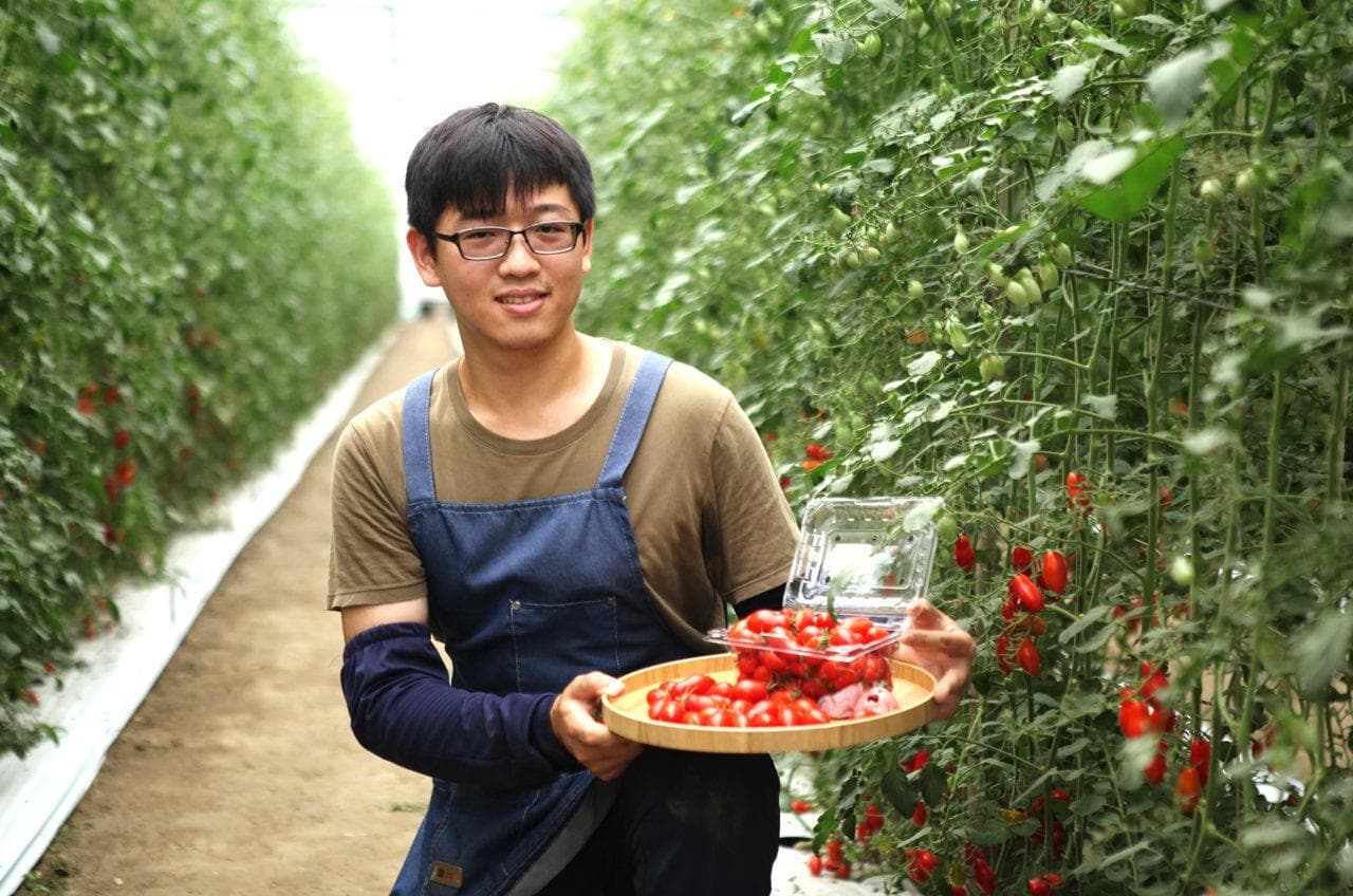 台湾番茄农创新防治法：种芝麻养椿象，成功克银叶粉虱