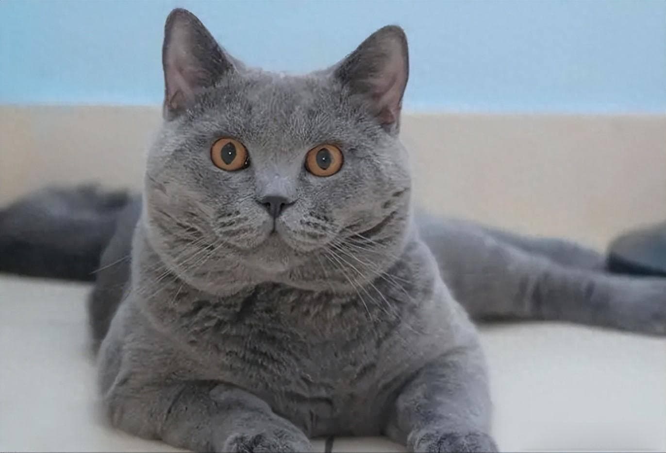 了解英短猫的“优点”和“缺点”，养猫不踩坑！