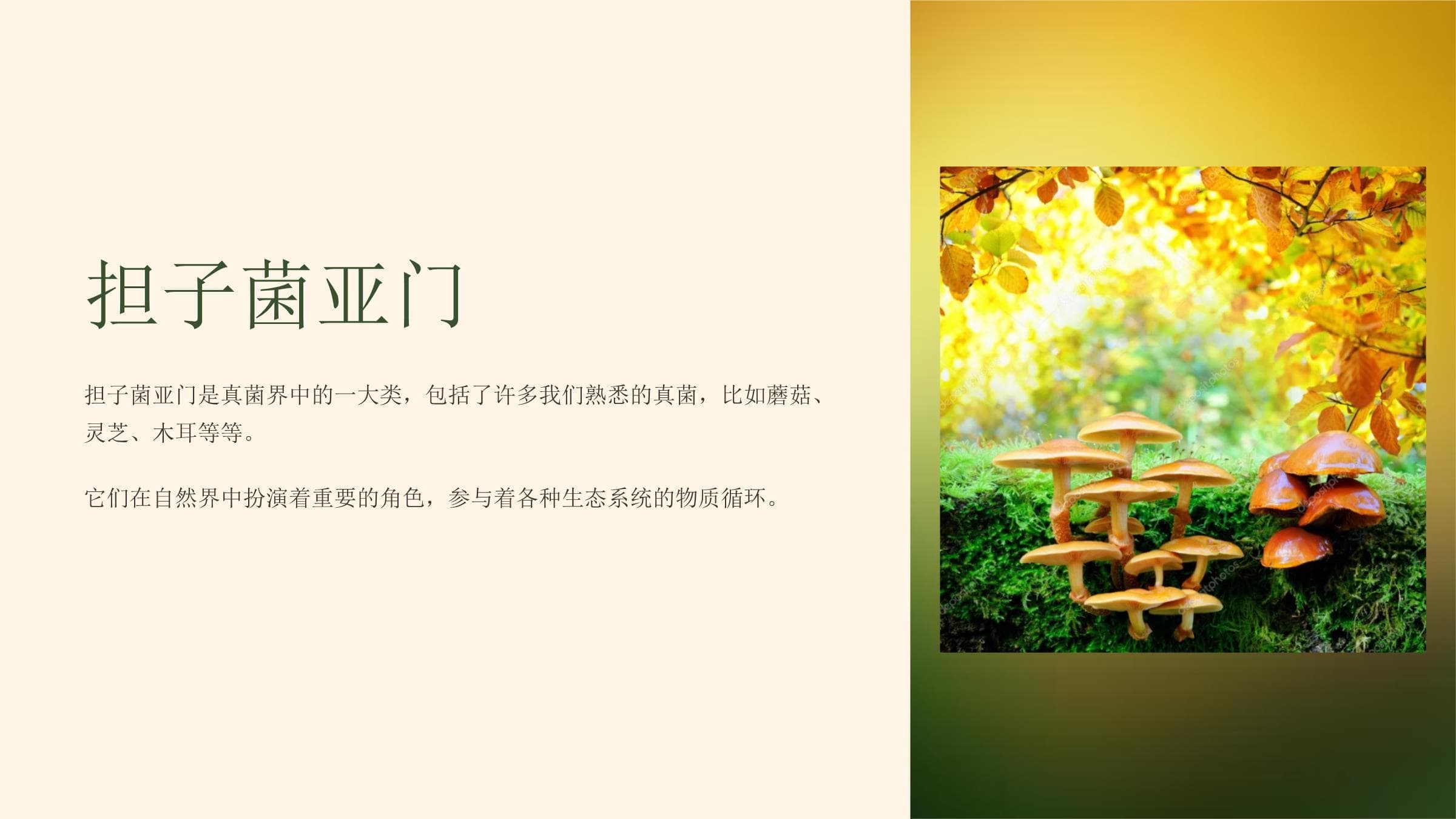 担子菌亚门：从基础研究到实际应用